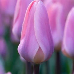 Tulip 'Light And Dreamy' 13 Tulip 'Light And Dreamy' -UK Garden Plants Sales 2024 tulip light and dreamy 01