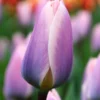 Tulip 'Light And Dreamy' 2 Tulip 'Light And Dreamy' -UK Garden Plants Sales 2024 tulip light and dreamy 1