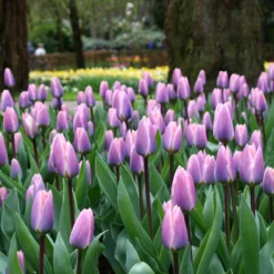 Tulip 'Light And Dreamy' 17 Tulip 'Light And Dreamy' -UK Garden Plants Sales 2024 tulip light and dreamy 2