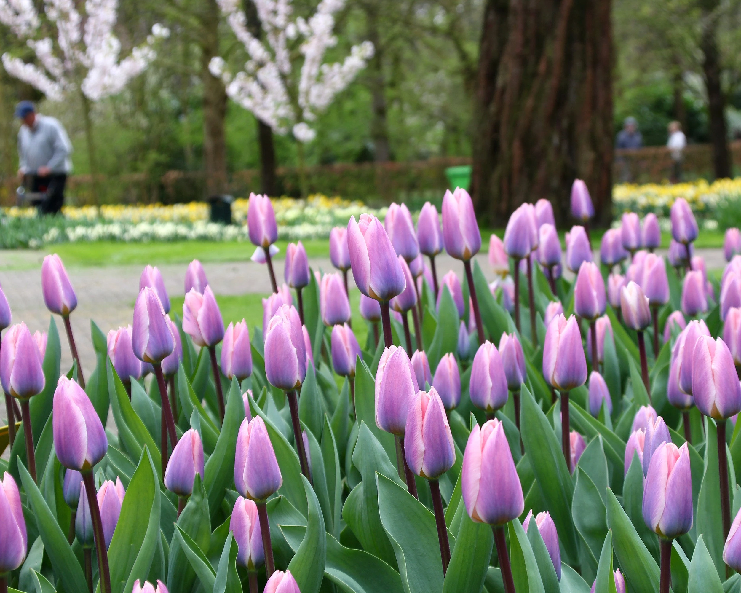 Tulip 'Light And Dreamy' 4 Tulip 'Light And Dreamy' - Image 2