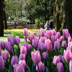 Tulip 'Light And Dreamy' 15 Tulip 'Light And Dreamy' -UK Garden Plants Sales 2024 tulip light and dreamy 4