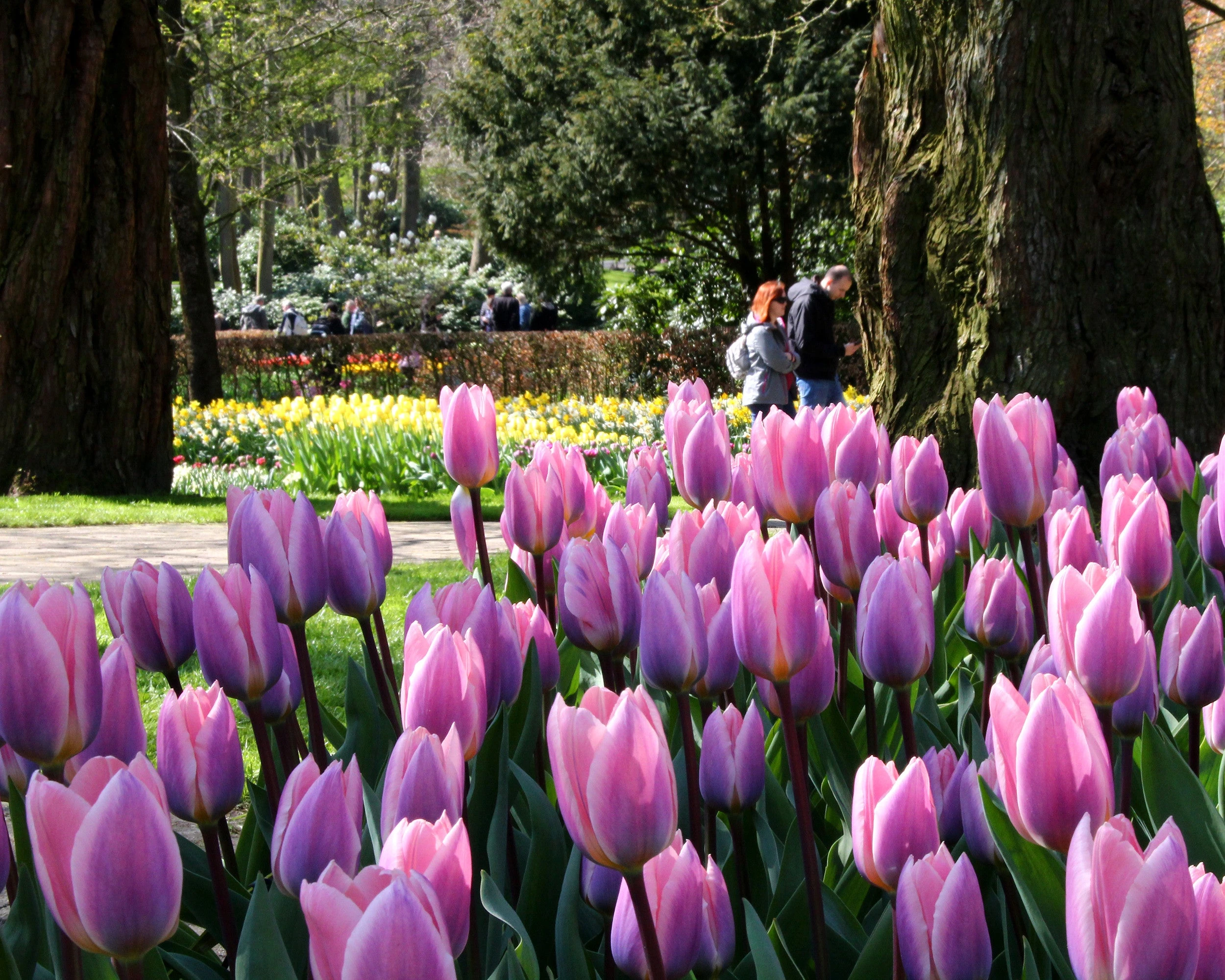 Tulip 'Light And Dreamy' 8 Tulip 'Light And Dreamy' - Image 6