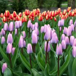 Tulip 'Light And Dreamy' 14 Tulip 'Light And Dreamy' -UK Garden Plants Sales 2024 tulip light and dreamy 5