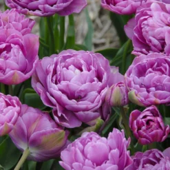 Tulip 'Lilac Perfection' 10 Tulip 'Lilac Perfection' -UK Garden Plants Sales 2024 tulip lilac perfection 2