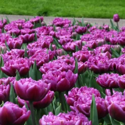 Tulip 'Lilac Perfection' 9 Tulip 'Lilac Perfection' -UK Garden Plants Sales 2024 tulip lilac perfection 2 69df0c77 3687 4986 afe8 8a16ebc74832