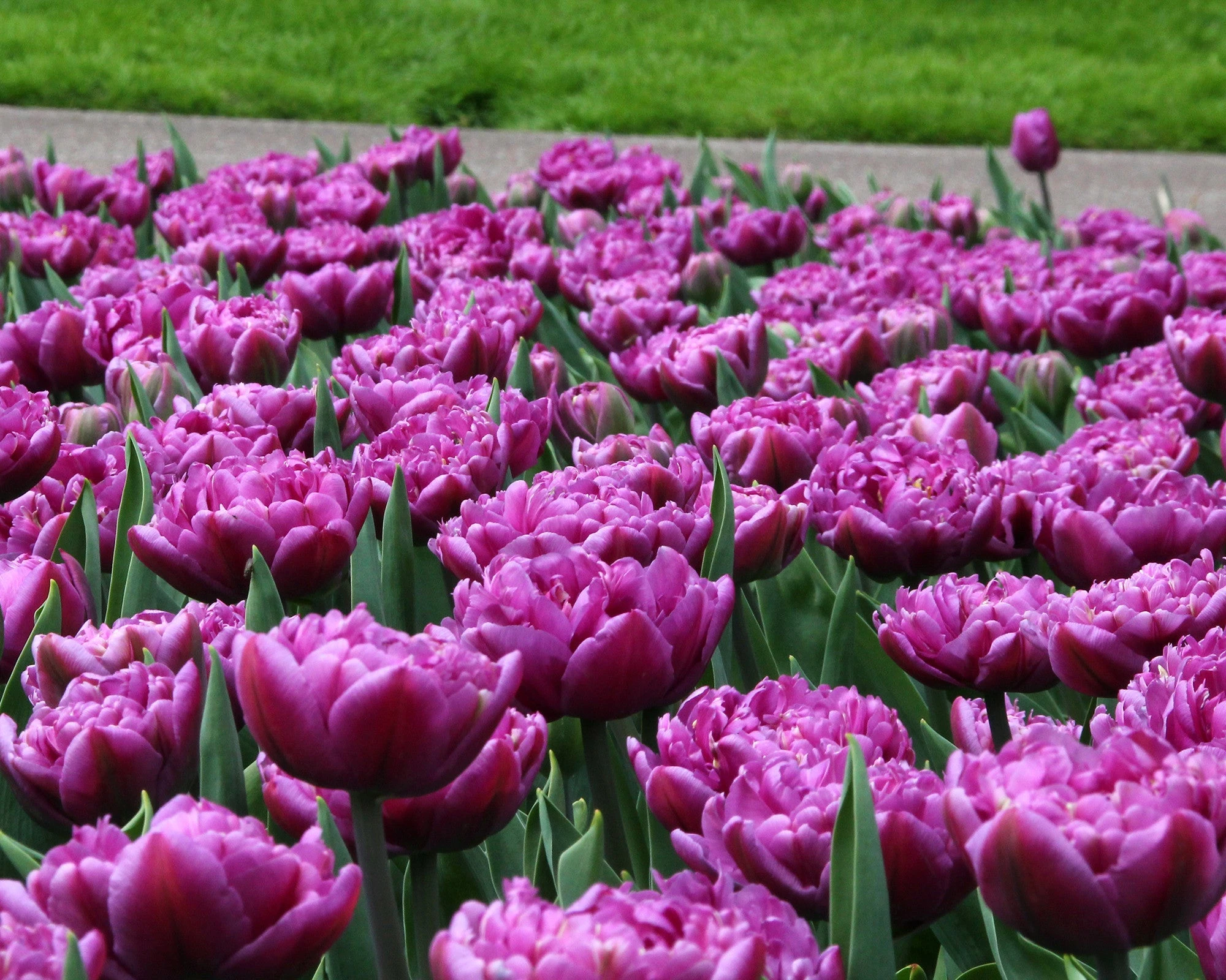 Tulip 'Lilac Perfection' 4 Tulip 'Lilac Perfection' - Image 2