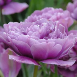 Tulip 'Lilac Perfection' 11 Tulip 'Lilac Perfection' -UK Garden Plants Sales 2024 tulip lilac perfection 3