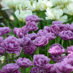 Tulip 'Lilac Perfection' 13 Tulip 'Lilac Perfection' -UK Garden Plants Sales 2024 tulip lilac perfection 4