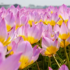 Tulip 'Lilac Wonder' -UK Garden Plants Sales 2024 tulip lilac wonder 2