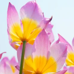 Tulip 'Lilac Wonder' -UK Garden Plants Sales 2024 tulip lilac wonder 3