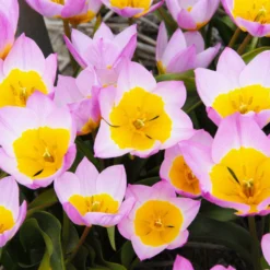 Tulip 'Lilac Wonder' -UK Garden Plants Sales 2024 tulip lilac wonder 4