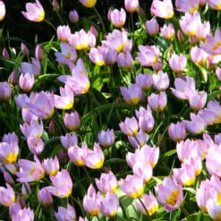 Tulip 'Lilac Wonder' -UK Garden Plants Sales 2024 tulip lilca wonder 5 scaled