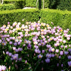 Tulip 'Lilac Wonder' -UK Garden Plants Sales 2024 tulip lilca wonder 6 scaled