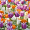 Tulip 'Lily-Flowering Mixed' 2 Tulip 'Lily-Flowering Mixed' -UK Garden Plants Sales 2024 tulip lily flowering mixed colours 1