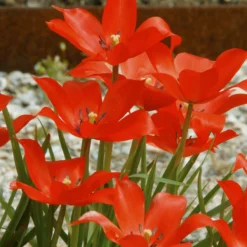 Tulip Linifolia -UK Garden Plants Sales 2024 tulip linifolia 1