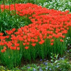 Tulip Linifolia -UK Garden Plants Sales 2024 tulip linifolia 3