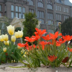 Tulip Linifolia -UK Garden Plants Sales 2024 tulip linifolia 4 scaled