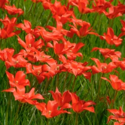 Tulip Linifolia -UK Garden Plants Sales 2024 tulip linifolia 5 scaled