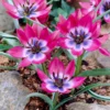Tulip 'Little Beauty' -UK Garden Plants Sales 2024 tulip little beauty 00 1