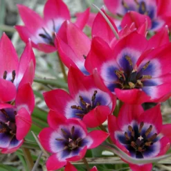 Tulip 'Little Beauty' 27 Tulip 'Little Beauty' -UK Garden Plants Sales 2024 tulip little beauty 00 4233253b 4869 40a9 8e1d 1c39b1daf78a scaled