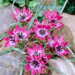 Tulip 'Little Beauty' 25 Tulip 'Little Beauty' -UK Garden Plants Sales 2024 tulip little beauty 01