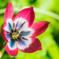 Tulip 'Little Beauty' 17 Tulip 'Little Beauty' -UK Garden Plants Sales 2024 tulip little beauty 1 1 scaled