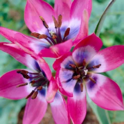 Tulip 'Little Beauty' 19 Tulip 'Little Beauty' -UK Garden Plants Sales 2024 tulip little beauty 10