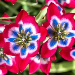 Tulip 'Little Beauty' 18 Tulip 'Little Beauty' -UK Garden Plants Sales 2024 tulip little beauty 3 scaled