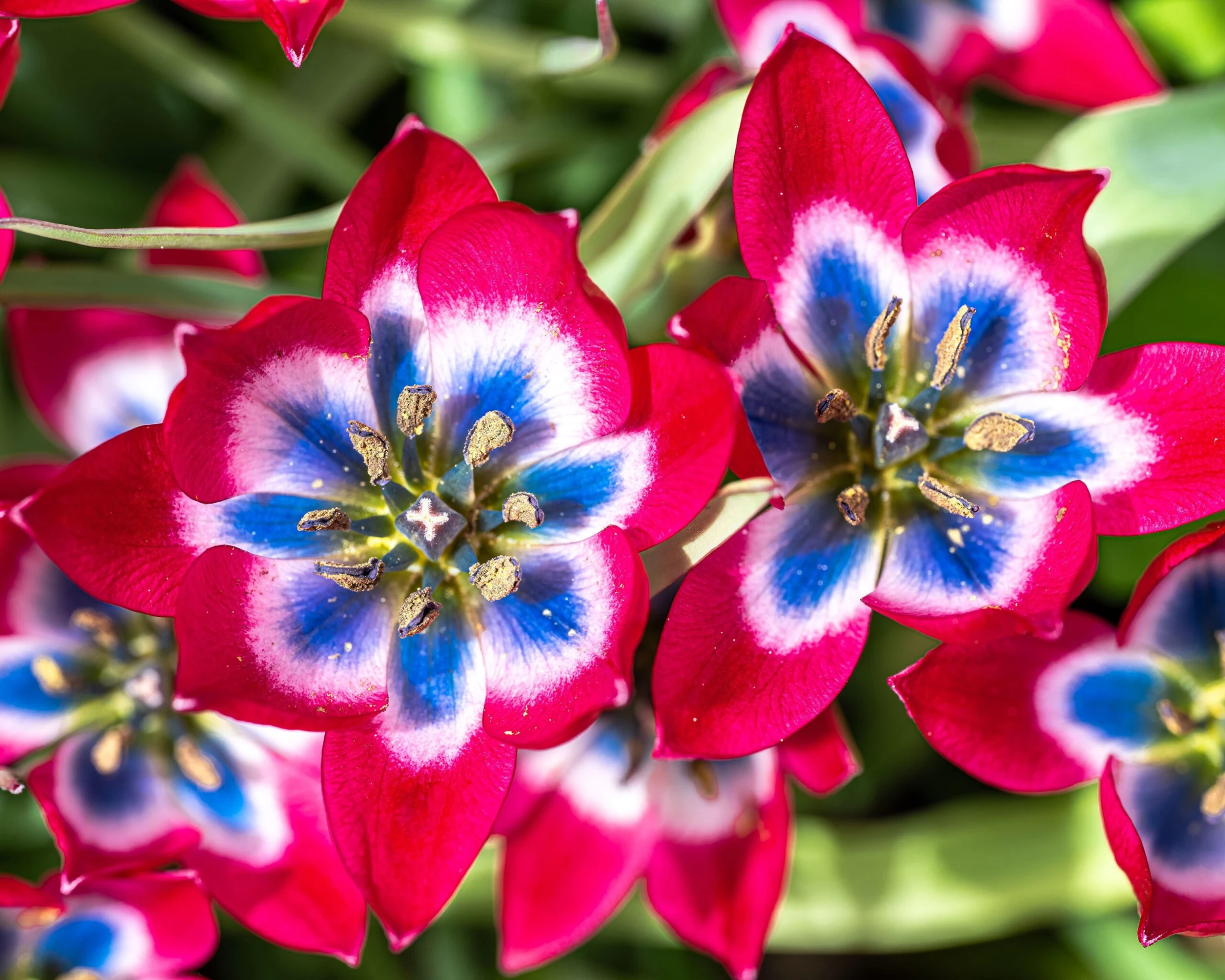 Tulip 'Little Beauty' 6 Tulip 'Little Beauty' - Image 4