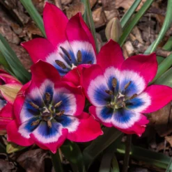 Tulip 'Little Beauty' 21 Tulip 'Little Beauty' -UK Garden Plants Sales 2024 tulip little beauty 4 scaled