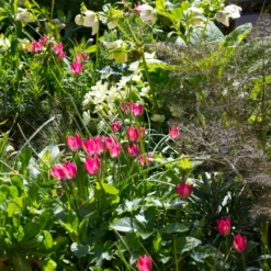 Tulip 'Little Beauty' 22 Tulip 'Little Beauty' -UK Garden Plants Sales 2024 tulip little beauty 5 scaled