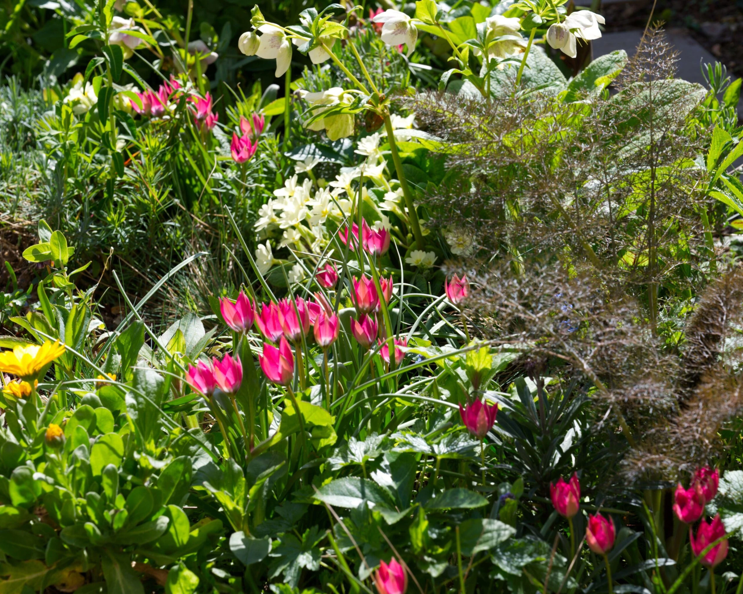 Tulip 'Little Beauty' 10 Tulip 'Little Beauty' - Image 8