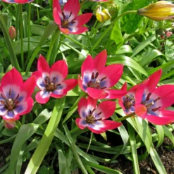 Tulip 'Little Beauty' 23 Tulip 'Little Beauty' -UK Garden Plants Sales 2024 tulip little beauty 6 scaled