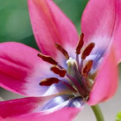 Tulip 'Little Beauty' 20 Tulip 'Little Beauty' -UK Garden Plants Sales 2024 tulip little beauty 7