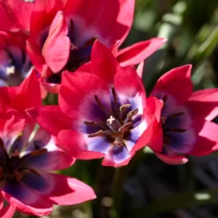 Tulip 'Little Beauty' 24 Tulip 'Little Beauty' -UK Garden Plants Sales 2024 tulip little beauty 8