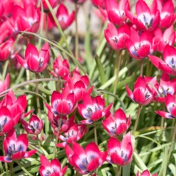 Tulip 'Little Beauty' 26 Tulip 'Little Beauty' -UK Garden Plants Sales 2024 tulip little beauty 9 scaled