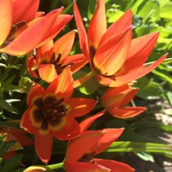 Tulip 'Little Princess' -UK Garden Plants Sales 2024 tulip little princess 00 scaled