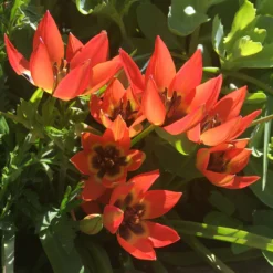 Tulip 'Little Princess' -UK Garden Plants Sales 2024 tulip little princess 01 scaled