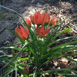Tulip 'Little Princess' -UK Garden Plants Sales 2024 tulip little princess 1