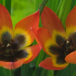 Tulip 'Little Princess' -UK Garden Plants Sales 2024 tulip little princess 10 scaled