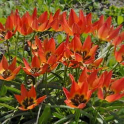 Tulip 'Little Princess' -UK Garden Plants Sales 2024 tulip little princess 3