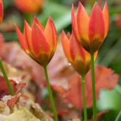 Tulip 'Little Princess' -UK Garden Plants Sales 2024 tulip little princess 3 5d3eb574 82f6 4ff9 8483 bccc3067240c