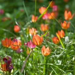 Tulip 'Little Princess' -UK Garden Plants Sales 2024 tulip little princess 4 97572ecd 11bc 4548 ad1a 5e97173e150e