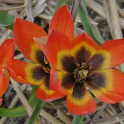 Tulip 'Little Princess' -UK Garden Plants Sales 2024 tulip little princess 5