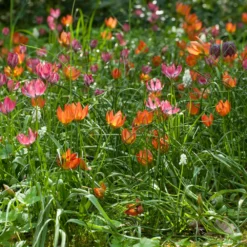 Tulip 'Little Princess' -UK Garden Plants Sales 2024 tulip little princess 5 31df52f3 2dec 4a1f 8180 e778335e2cc4