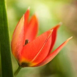 Tulip 'Little Princess' -UK Garden Plants Sales 2024 tulip little princess 6