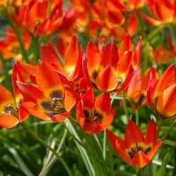 Tulip 'Little Princess' -UK Garden Plants Sales 2024 tulip little princess 7 scaled