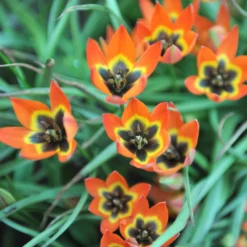 Tulip 'Little Princess' -UK Garden Plants Sales 2024 tulip little princess 8 scaled