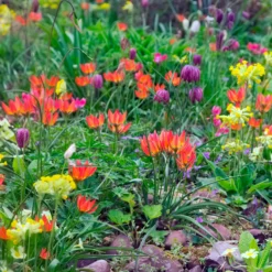 Tulip 'Little Princess' -UK Garden Plants Sales 2024 tulip little princess 9 scaled