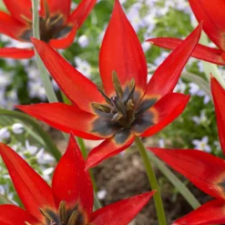 Tulip Orphanidea 'Lizzy'
